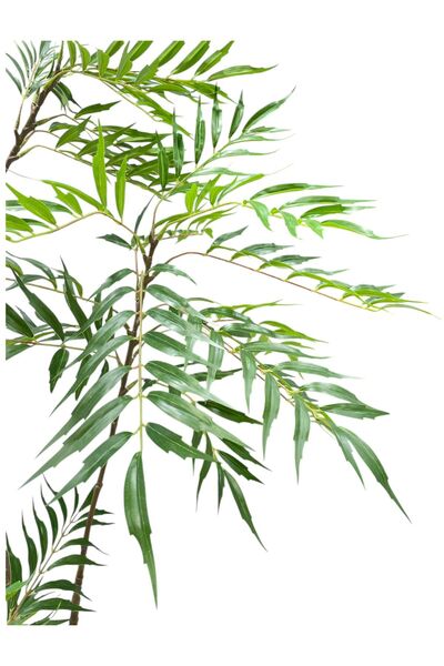 Casco Artificial plant, 200cm tall, with an elegant round pot