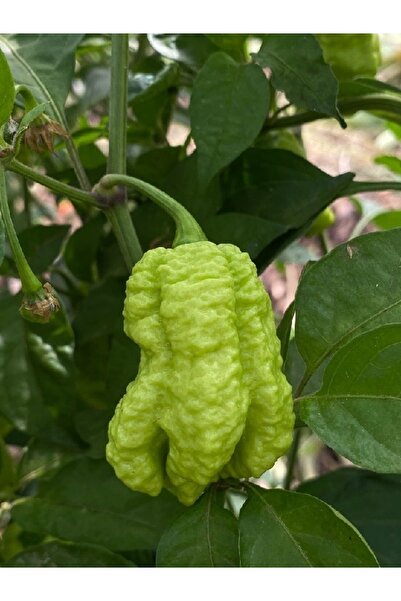 HotByNature PEPPER X / 2,69 Milyon Scoville - Gerçek Taze Acı Biber