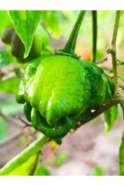 HotByNature PEPPER X / 2,69 Milyon Scoville - Gerçek Taze Acı Biber