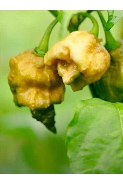 HotByNature PEPPER X / 2,69 Milyon Scoville - Gerçek Taze Acı Biber