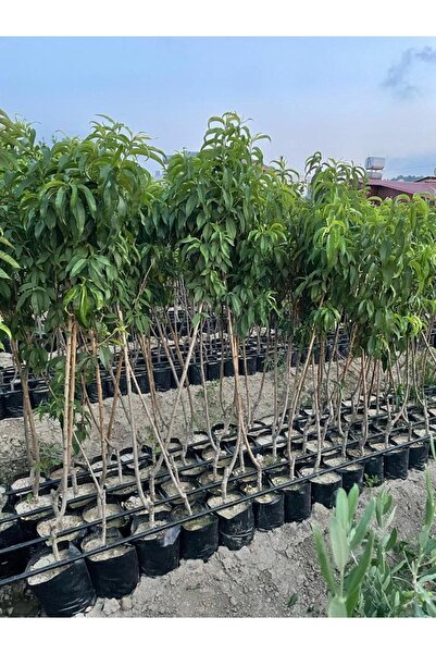 KASABALI FİDANCILIK BURSA YARMA ŞEFTALİ AŞILI 3 YAŞ TÜPLÜ 120-150CM