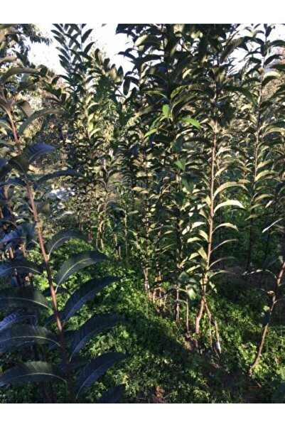 KASABALI FİDANCILIK YERLİ KESTANE FİDANI TÜPLÜ 150-200 CM 3 YAŞ