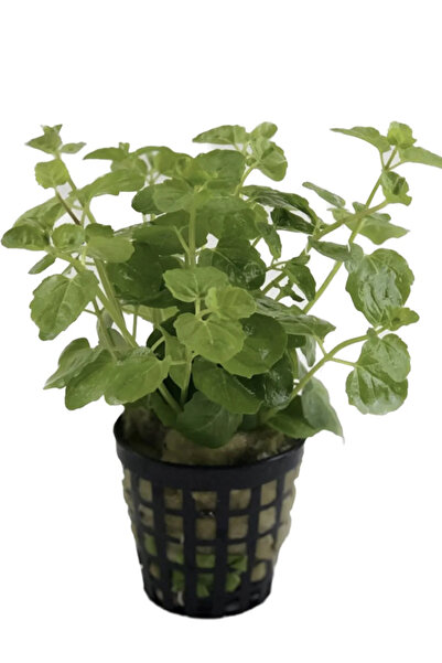 WODDY Lysimachia Nummularia ( Canlı Bitki)