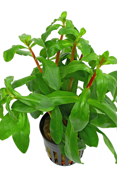 WODDY Ammania Senegalensis (Canlı Bitki)