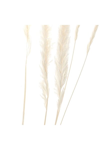 OEM Decorative Dried Pampas Sprig Ecru with Christmas Glitter 80cm - 5pcs