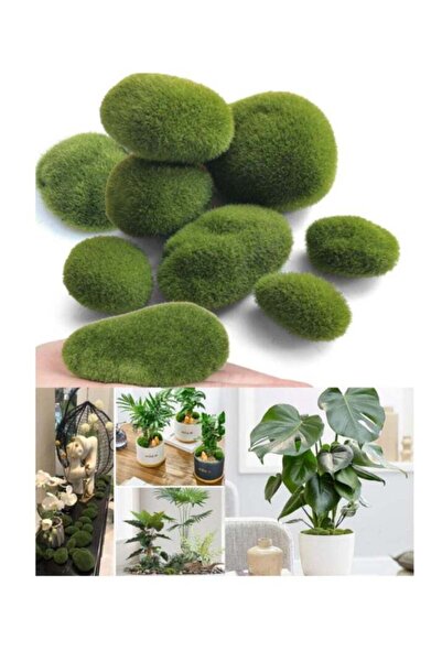 Generic OASIS-TH 10 Pcs Moss Craft Moss Balls Live Moss Balls for Fish Tank Landscape Moss Decorative Moss