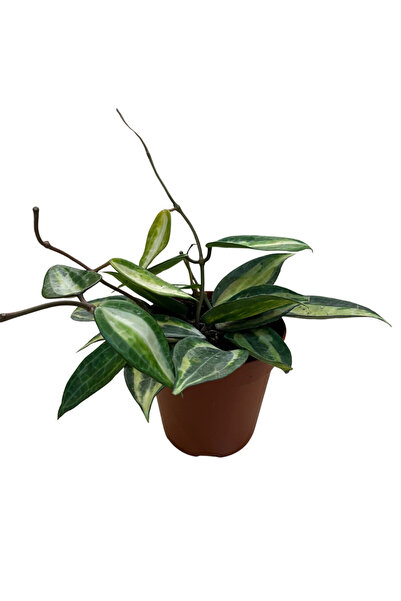 Betonish Hoya Latifolia 'Pot of Gold' (Mum Çiçeği)