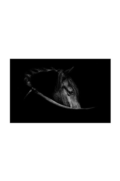 4Decor Tablou pânză 4Decor, Cal frumos, 95x150cm, DE0247