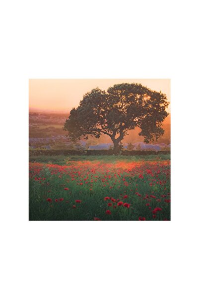 4Decor Pânză Tablou 4Decor, Câmp de mac roșu, 50x50cm, DE0327