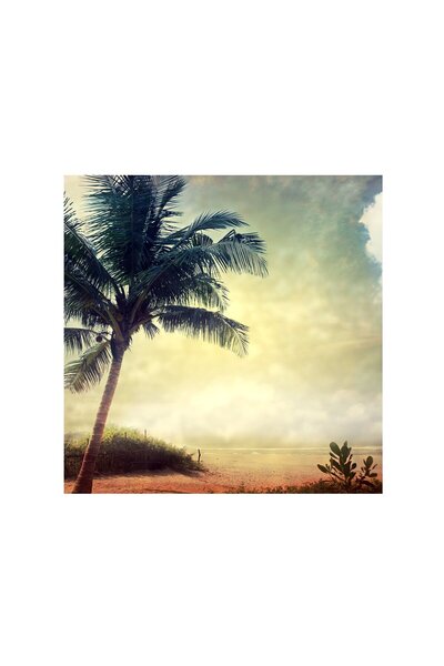 4Decor Tablou pânză 4Decor, Palmier singuratic, 50x50cm, DE0275