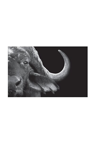 4Decor Tablou canvas 4Decor, Buffalo, 60x90cm, DE0393