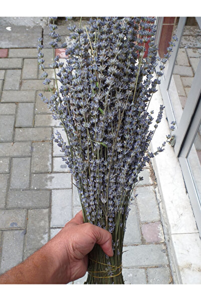 trendege Lavanta Demeti - Buketi Kurutulmuş Şoklanmamış % 100 Doğal katkısız ...