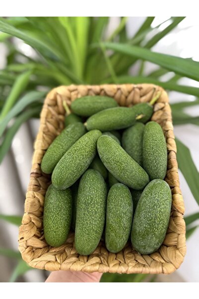 subahce Baby Avokado (500 gr)