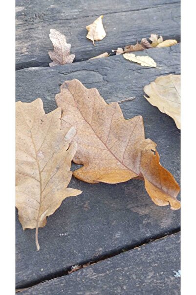 Umut Gerçek Doğal Kuru Yaprak sonbahar meşe yaprağı yemek masası dekoru masa ...