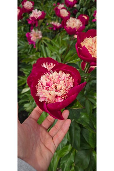 Bulbi și Plante PEONY WHITE CAP - 1 PIECE