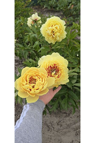 Bulbi și Plante BARTZELLA YELLOW PEONY - 1 PC