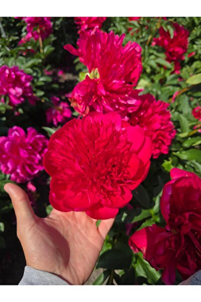 Bulbi și Plante PEONY MANY HAPPY RETURNS - 1 PIECE