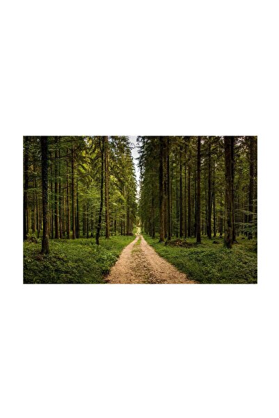 4Decor Tablou canvas 4Decor, Forest road, 95x150cm, DE0235