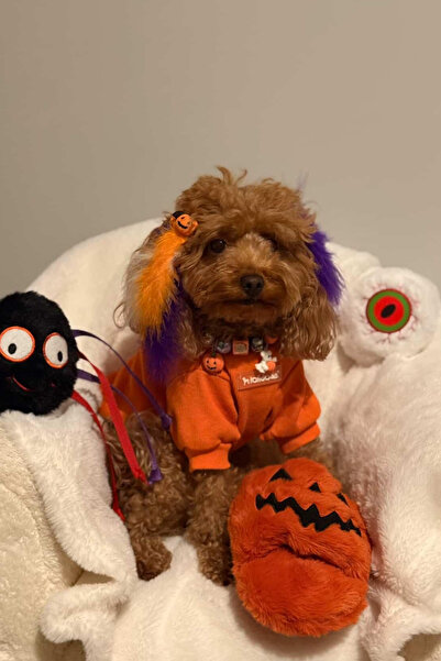 Havhav Halloween Themed Plush Slipper Dog Toy |   Activity Toy with Rustling Sound