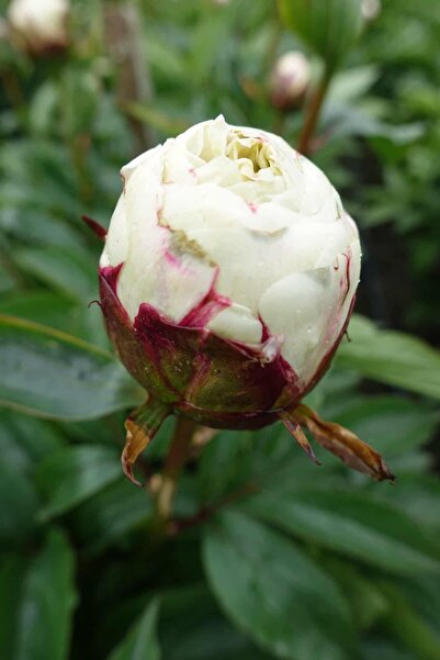 Bulbi și Plante SHIRLEY TEMPLE PEONY - 1 PIECE