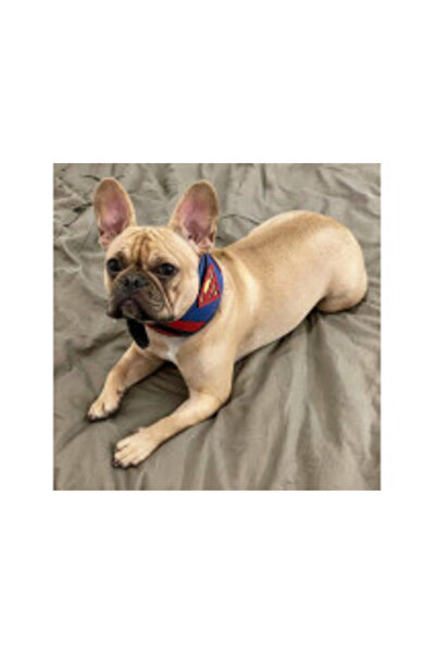 Bestia Superman Leather Collar, Size M