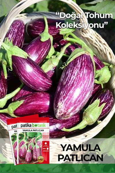 Patika Botanik 50 Adet Yamula Patlıcan Tohumu