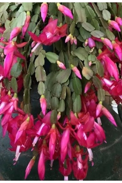 ATABEY ÇİÇEK Pembe açan yerli yılbaşı Fidesi