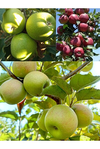 3 lü ELMA FİDANI PAKETİMİZ(scarlet-golden-granny) 3 yaşlı 120cm-150cm