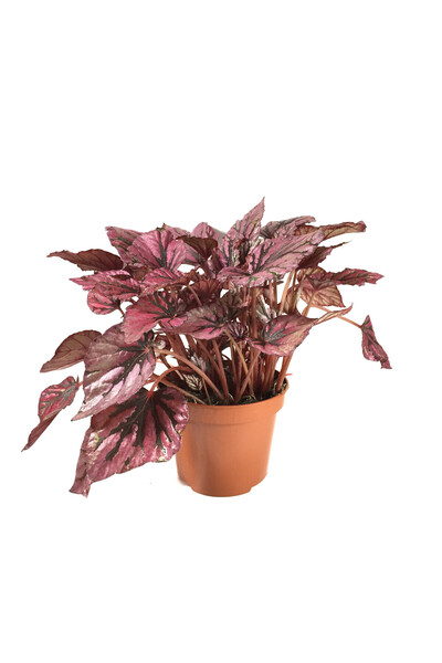 Betonish Begonia Rex 'Hugh McLauchlan' (Begonya Çiçeği)