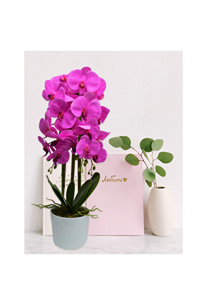 velve Orchid in white ceramic pot, 60 cm, Fuchsia