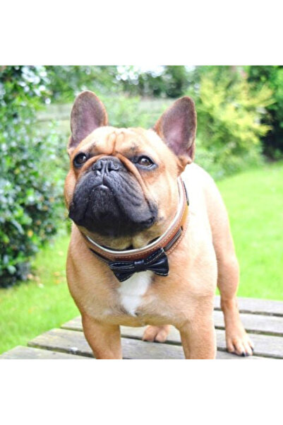 Bestia Bowtie Collar, Genuine Leather, XL, Brown/Black