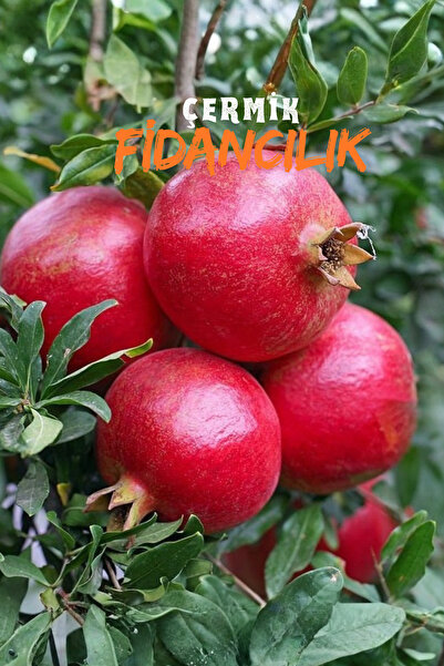 ÇERMİK FİDANCILIK 2 Adet Tüplü Hicaz Nar Fidanı
