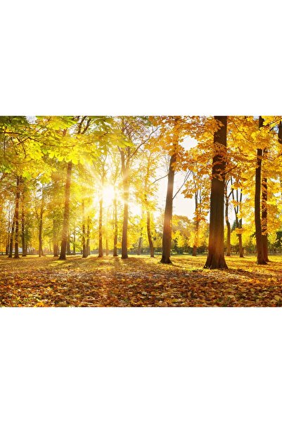 Zumzeria Pictură pe pânză Soare glorios de toamnă, 80x50cm, canvaspainting331,