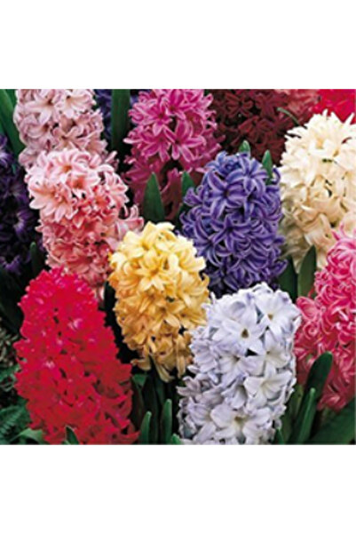 Arzuman Tohum Şebboy Çiçeği Tohumu 100 adet