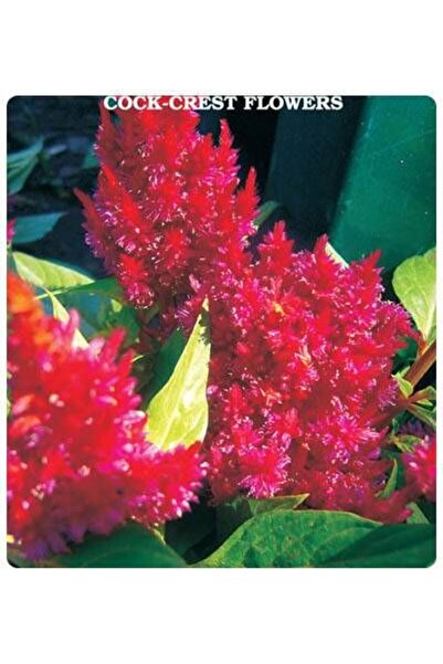 Genel Markalar Horoz İbiği Çiçeği Tohumu 100 adet