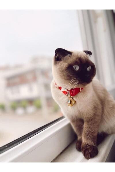 GoPawGo Charmlı Valentine Kedi Boyun Tasması