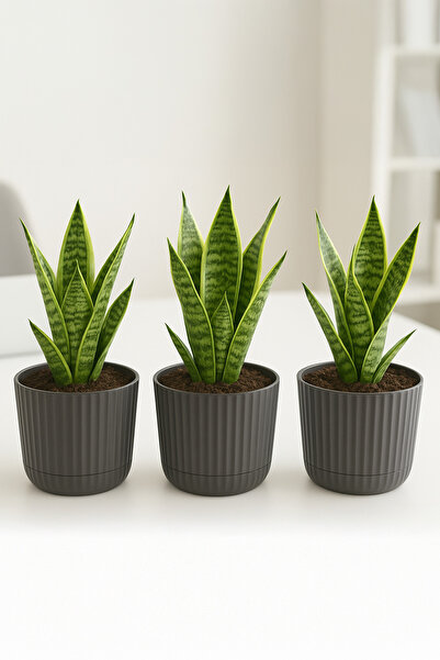 TEMMUZ HOME Zeraf Saksı No:1 – 3 Adet 1.3 Litre Tabaklı Masa ve Sehpa Üzeri S...