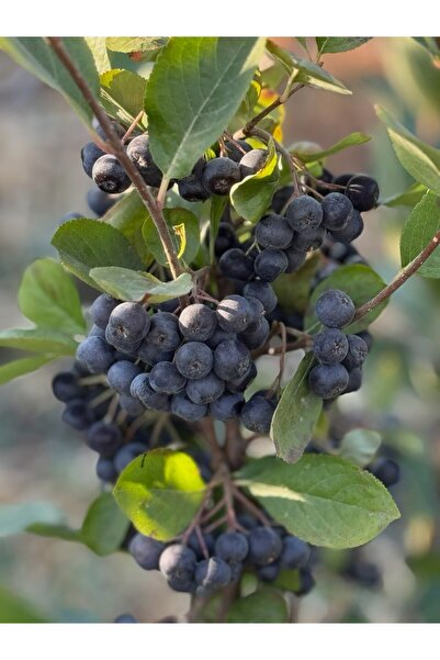 TARLA KUŞU TAZE ARONYA MEYVESİ 1 KG