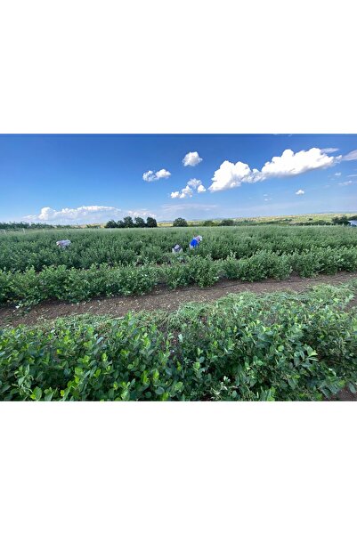 TARLA KUŞU TAZE ARONYA MEYVESİ 1 KG