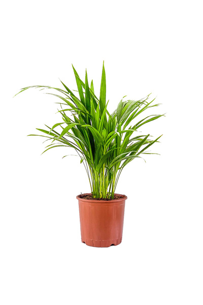 Fidanburada Areka Palmiyesi-Areca Dypsis Lutescens-ithal-30-40 Cm