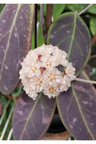 PLANT Hoya Rintzi Borneo Mum Çiçeği