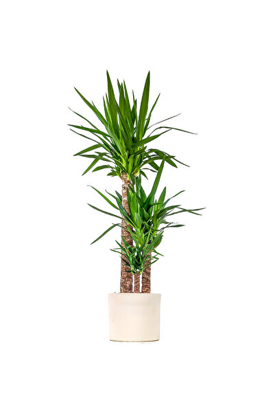 Fidanburada Yuka Bitkisi (YUCCA MASSENGENA) 3 Gövdeli - Ruby Beyaz Saksılı