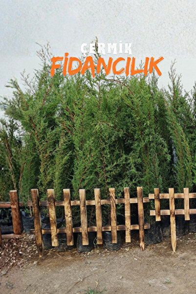 ÇERMİK FİDANCILIK 4 Adet Tüplü Kara Servi Çam Fidanı 3 Yaş