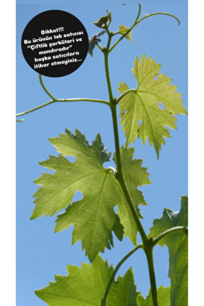 Çiftlik ve mandıra Erbaa özel altın seri yaprak 1 kg. (susuz net vakumlu paket)