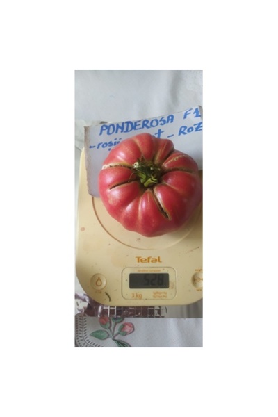 EUROSEME Seminte tomate grase de culoare roz PONDEROSA (1000 sem)