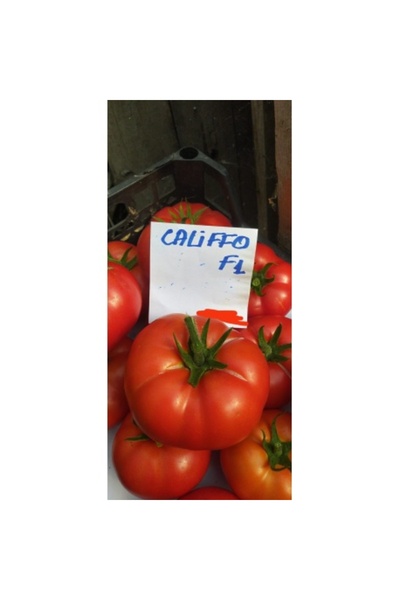 EUROSEME Seminte tomate CALIFFO F1 (1000 sem)
