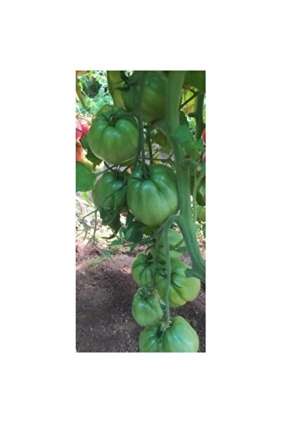 EUROSEME Seminte tomate SILVANO F1 (1000 sem)