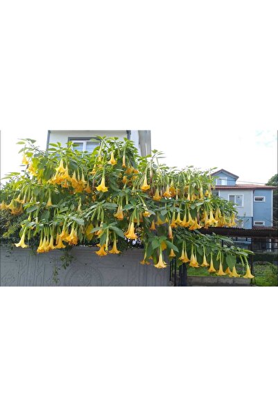 ASES Tüplü Büyük Boy Sarı Meleklerin Borazanı Trompet Çiçeği Fidanı 170-200 CM