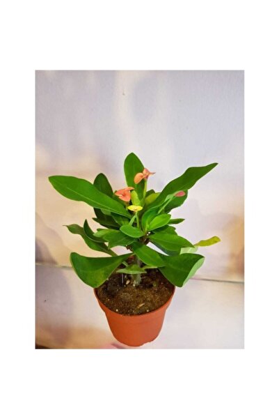 Mimoza Dikenler Tacı Euphorbia Milli Fidanı 10-20 cm