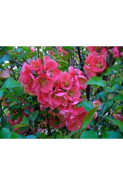 Mimoza Japon Ayvası Bahar Dalı Fidanı Chaenomeles Japonica 20-30 cm